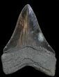Fossil Megalodon Tooth - Georgia #76511-2